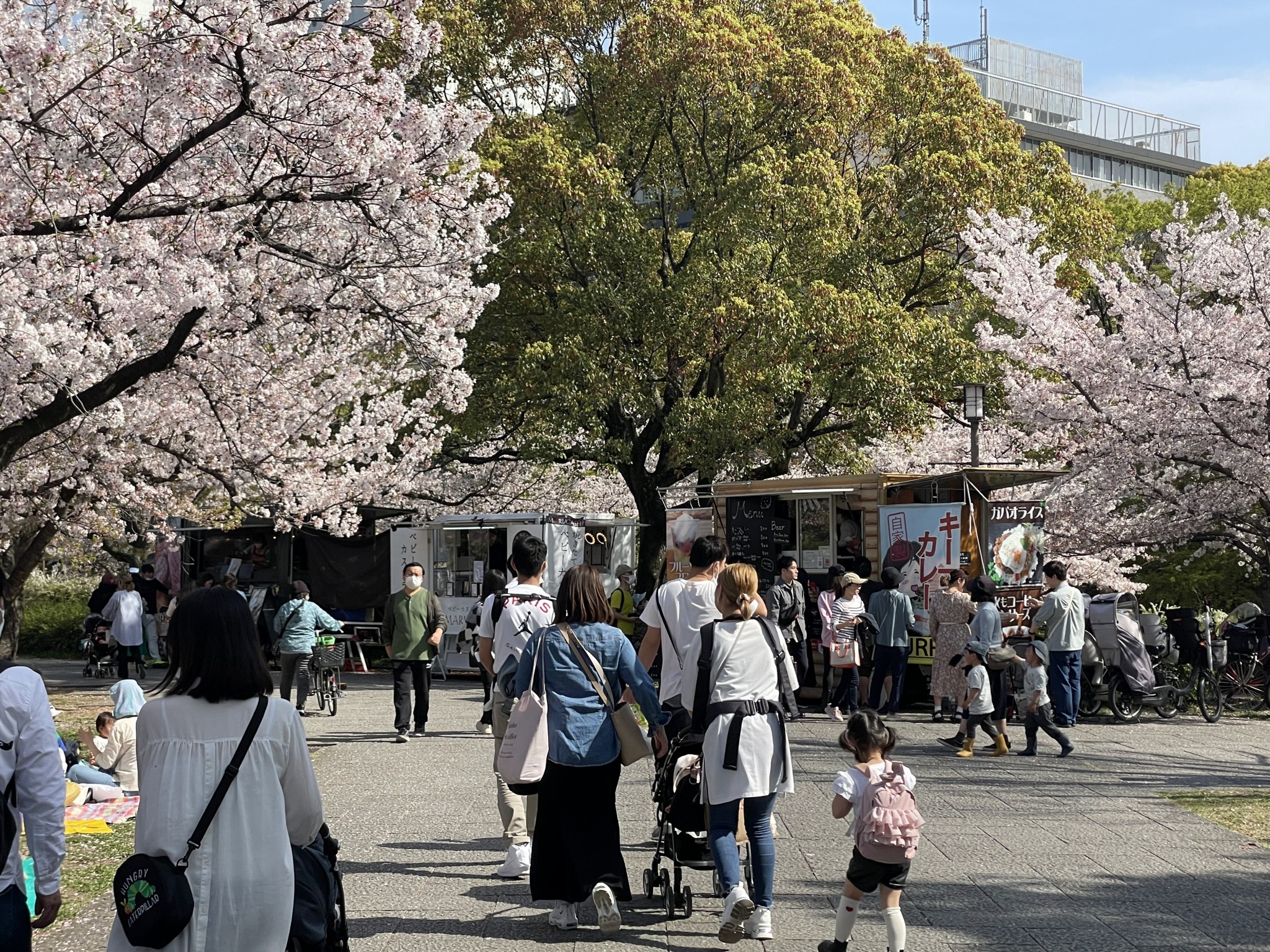 Japan Cherry Blossom Tours Operator - JCB Sakura Tours of Hanami Flower ...