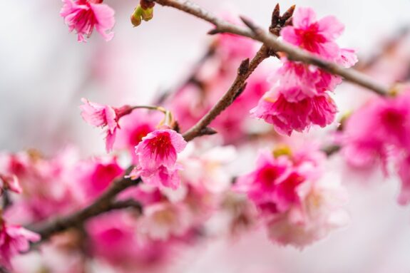 Close-up of vibrant pink cherry blossoms on brown branches, with a blurred background highlighting the delicate beauty of the flowers.