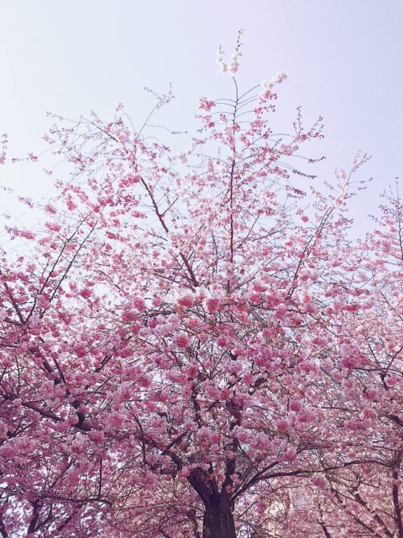 A beautiful shot of cherry blossom trees in full bloom against a soft blue sky.