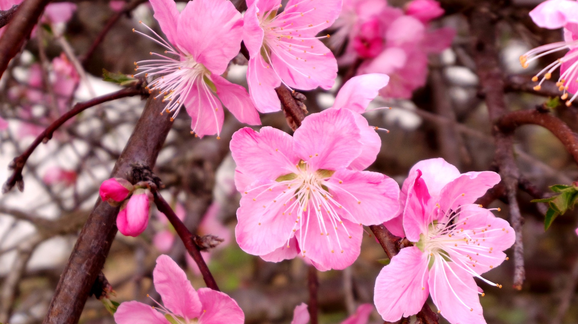 Prunus 'Collingwood Ingram' - Japan Cherry Blossoms